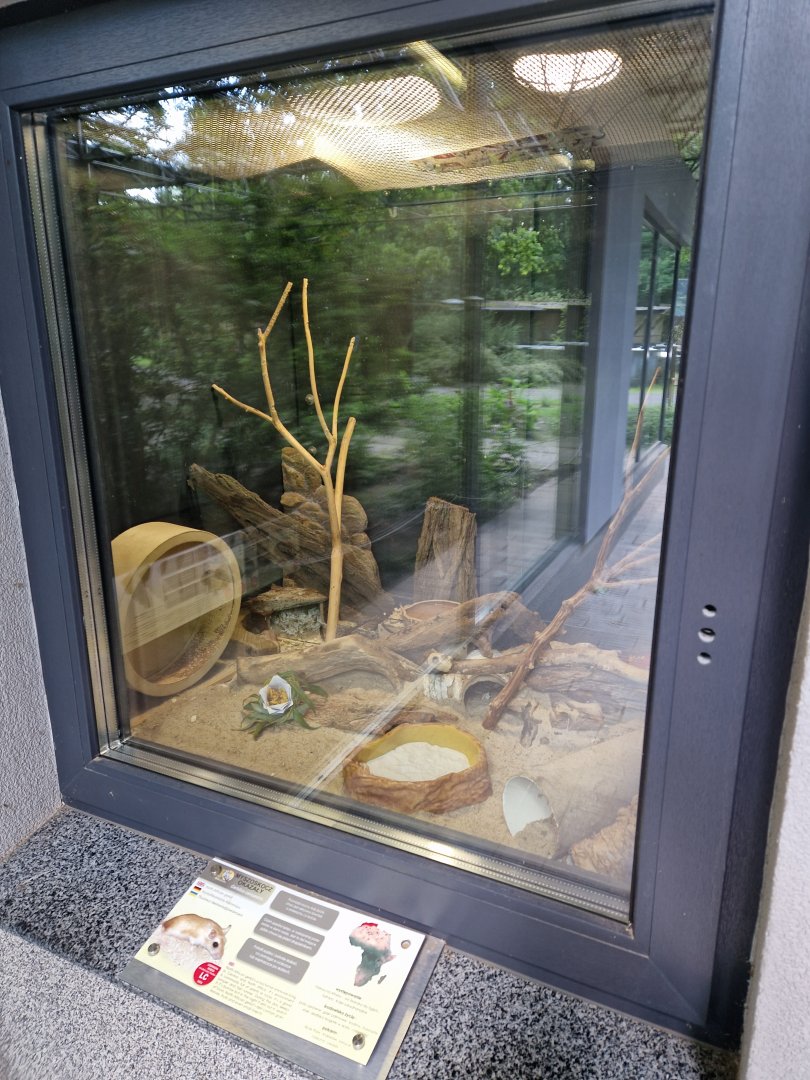 North African gerbil enclosure