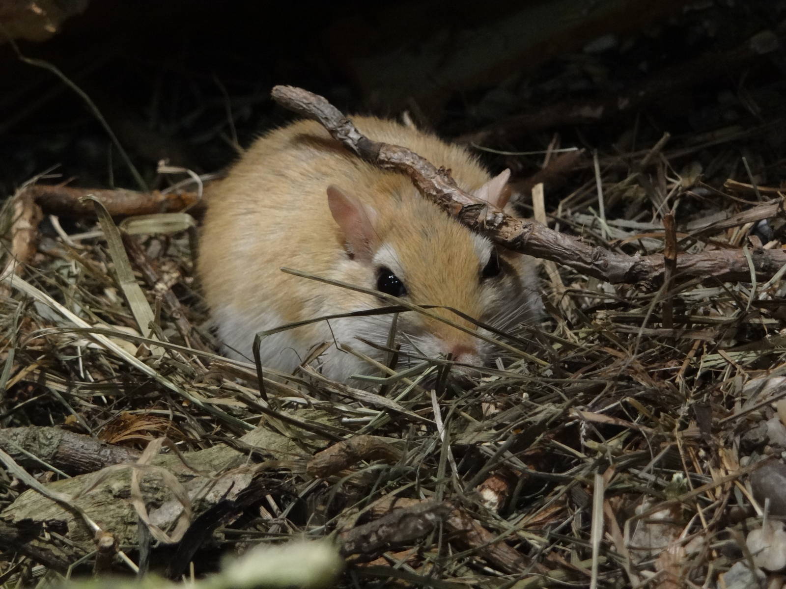 North african gerbil (Gerbillus campestris)