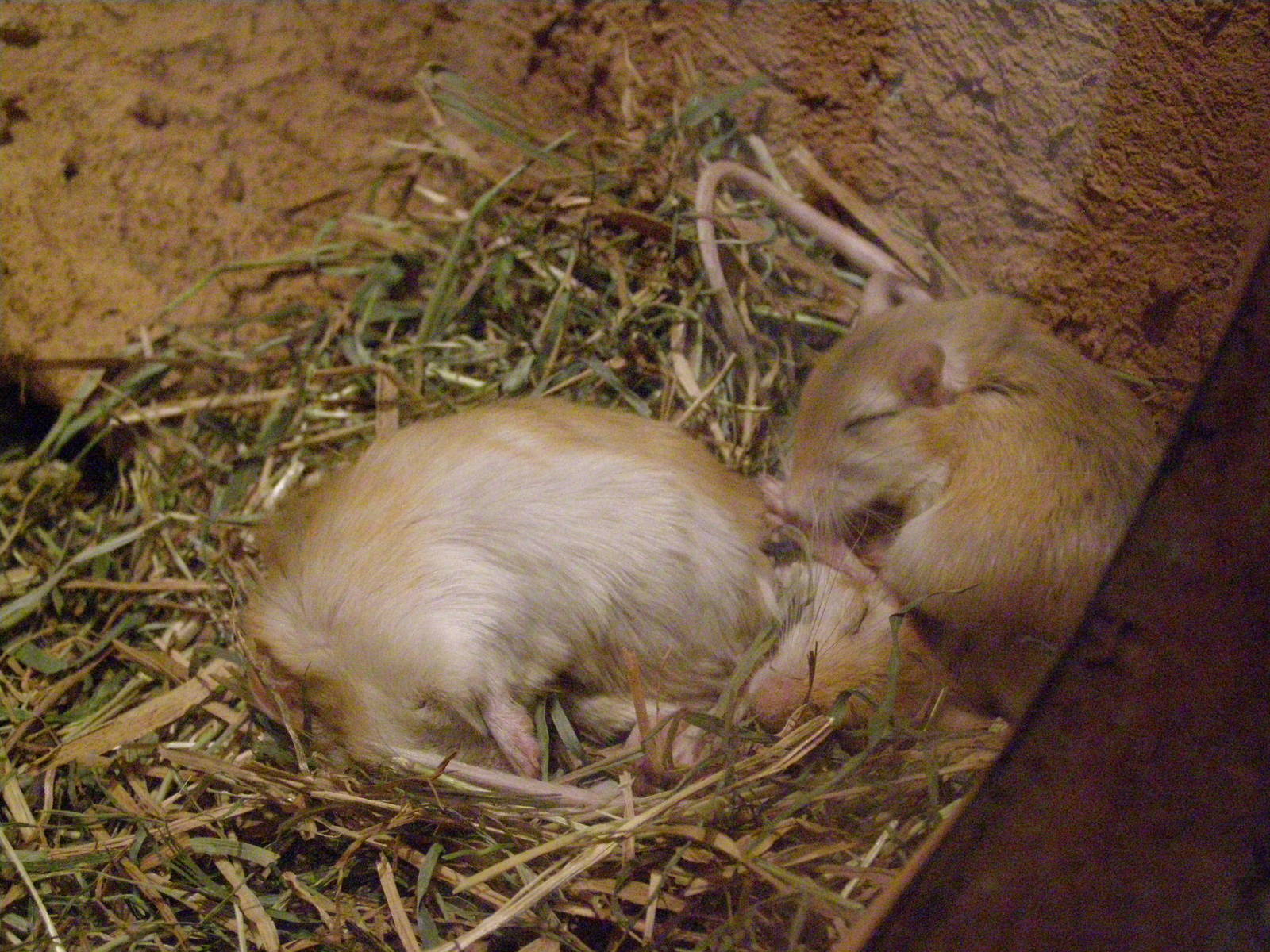 North African gerbil [i]Gerbillus campestris[/i]