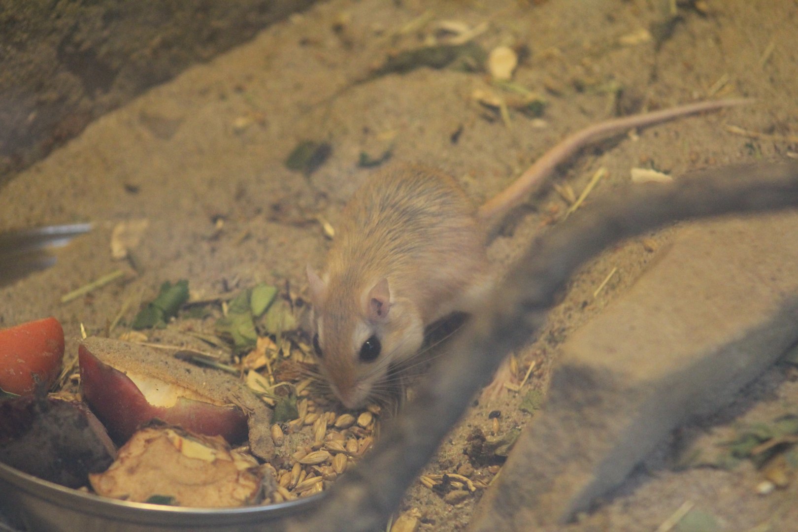 North African Gerbil