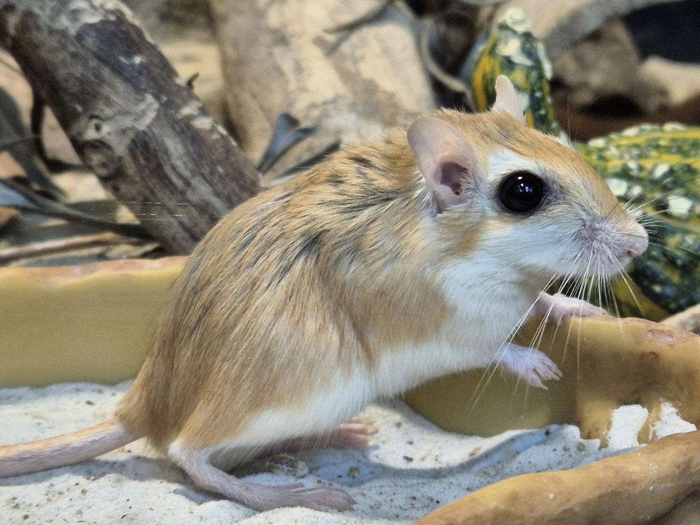 North African Gerbil