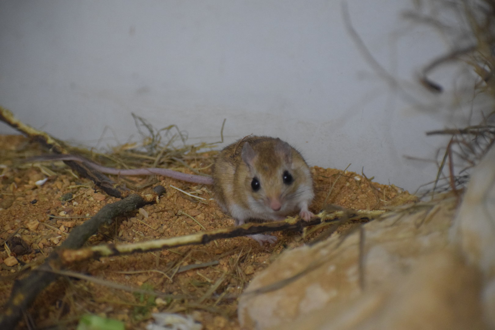 North African gerbill - October 2023