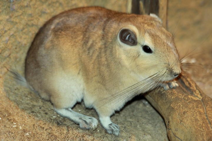 North African Gundi
