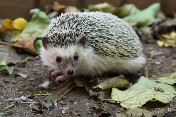 north african hedgehog