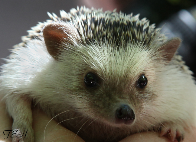 north african hedgehog
