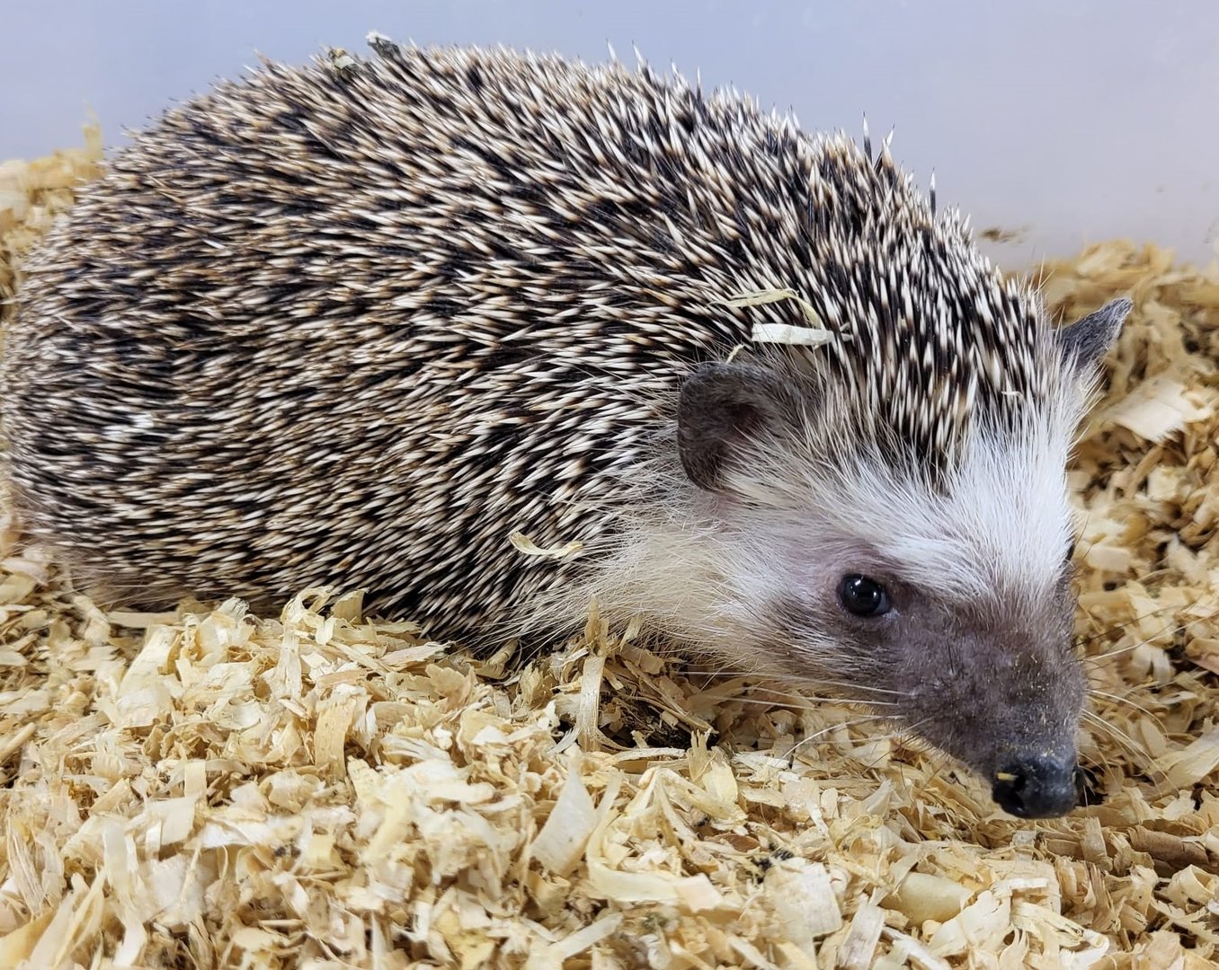 North African hedgehog
