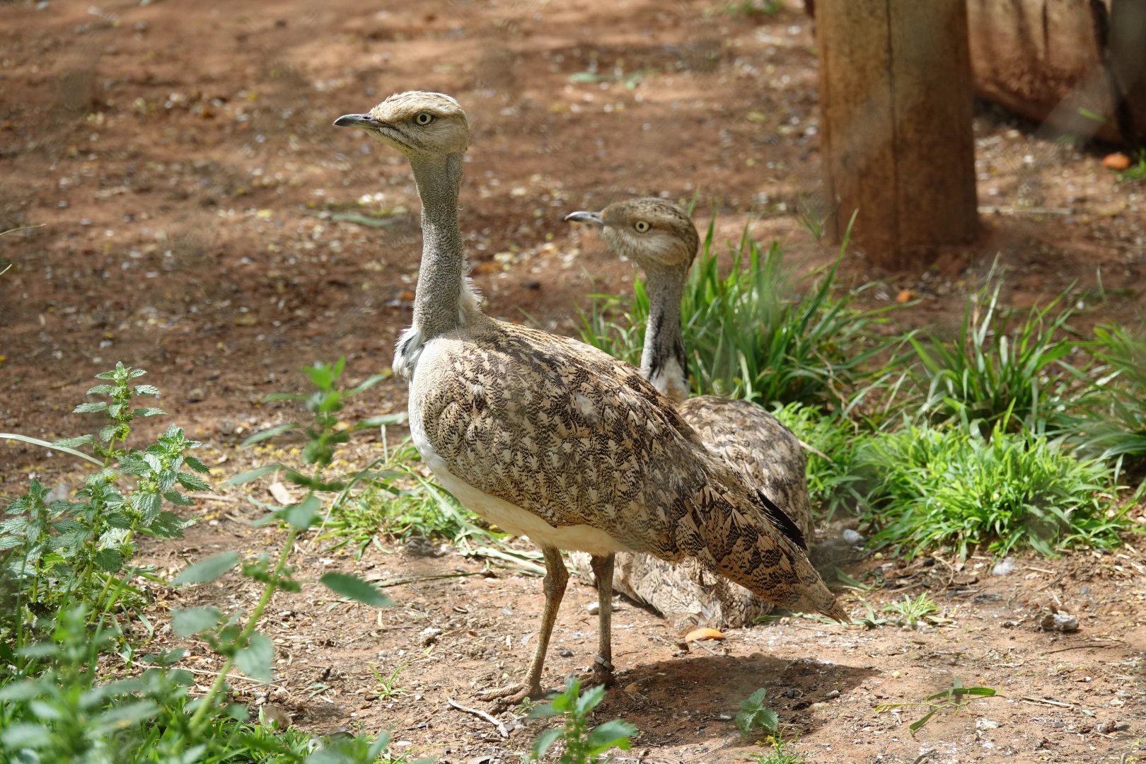 North African Houbara Bustard