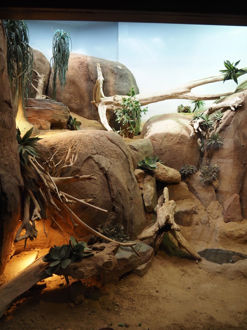 North African mastigure exhibit, 2024-06-30