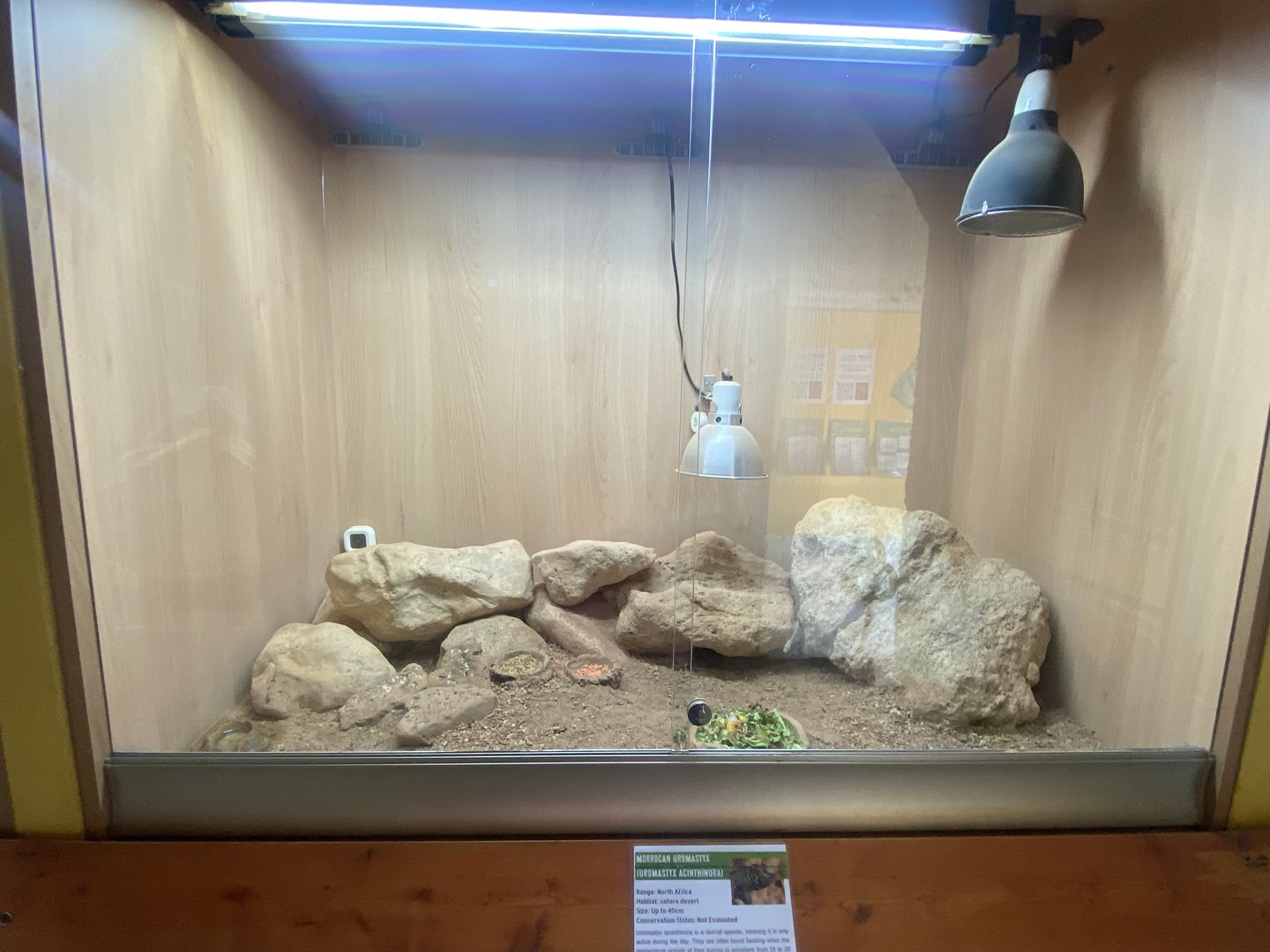 North African mastigure exhibit - IOW Reptilarium 150923