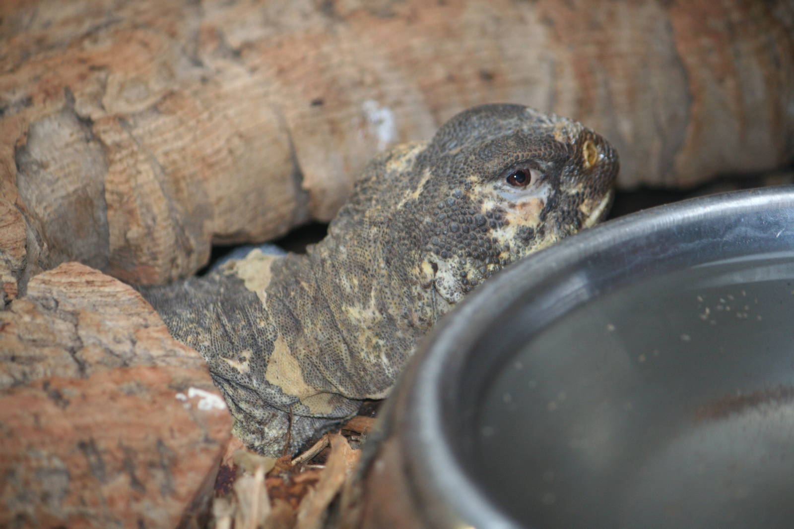North African mastigure or Egyptian spiny-tailed lizard