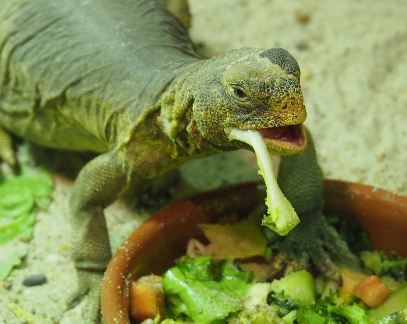 North African mastigure (Uromastyx acanthinura), 2020-09-02