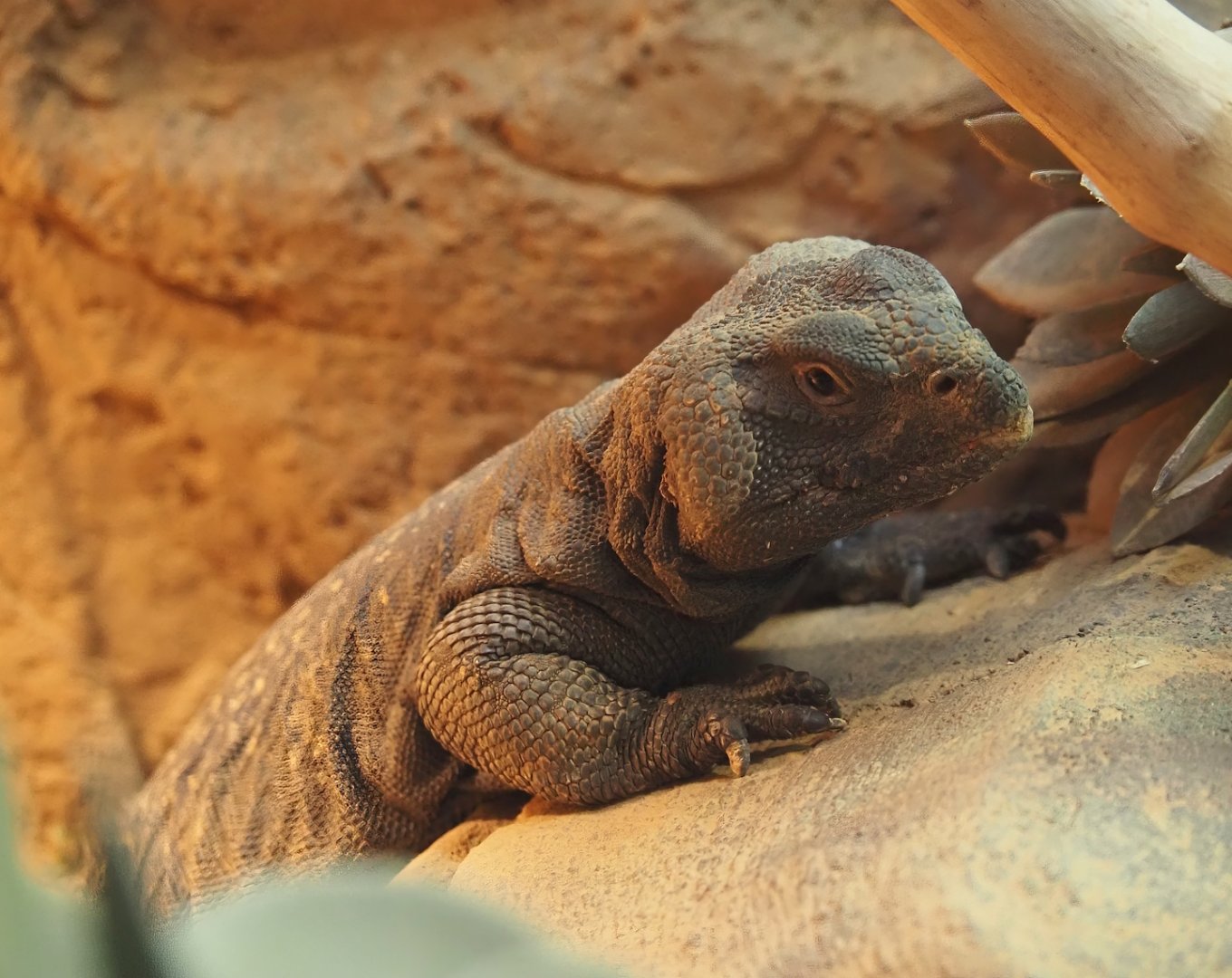 North African mastigure (Uromastyx acanthinura), 2024-06-30