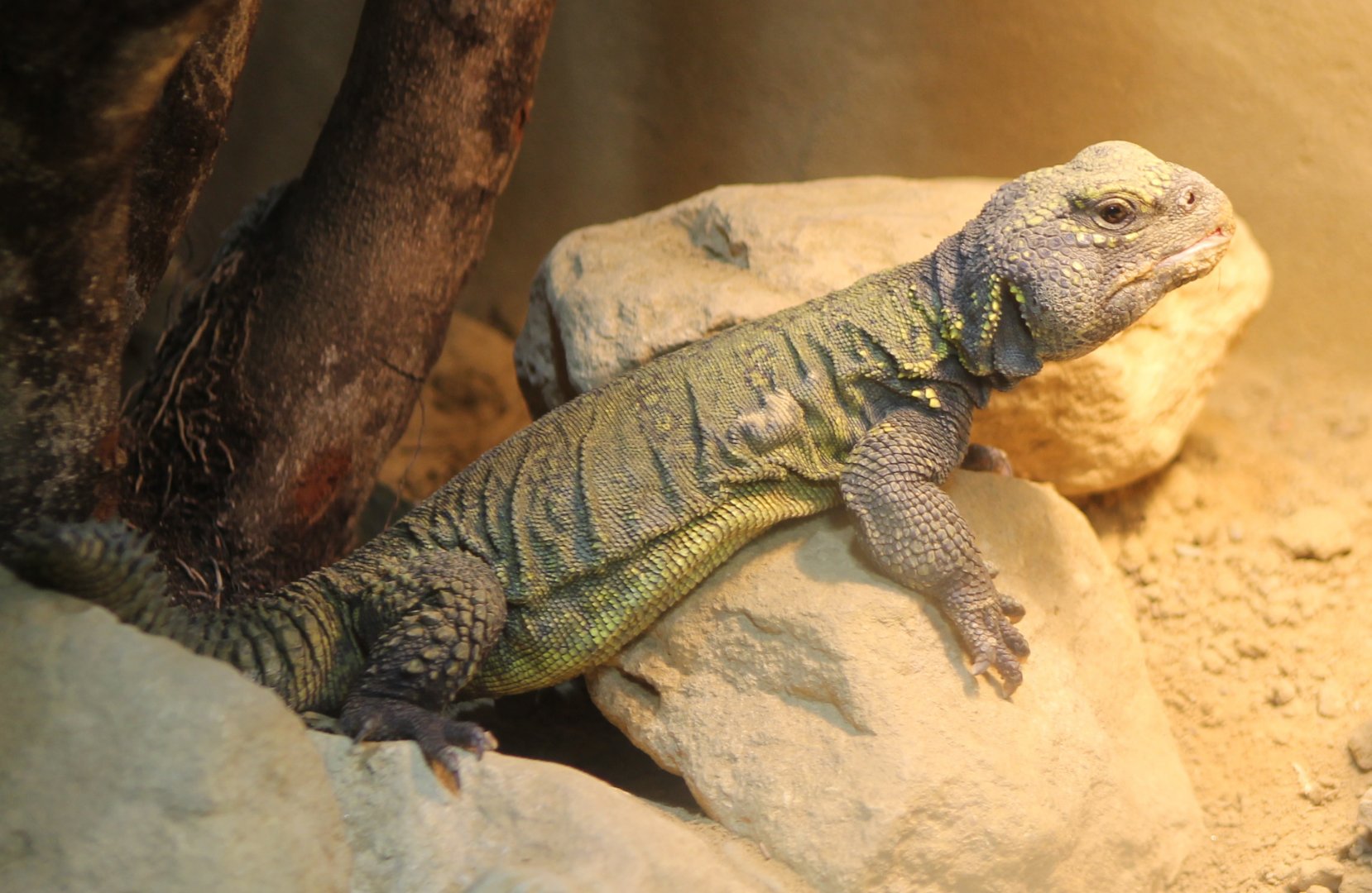 North African mastigure - Uromastyx acanthinura