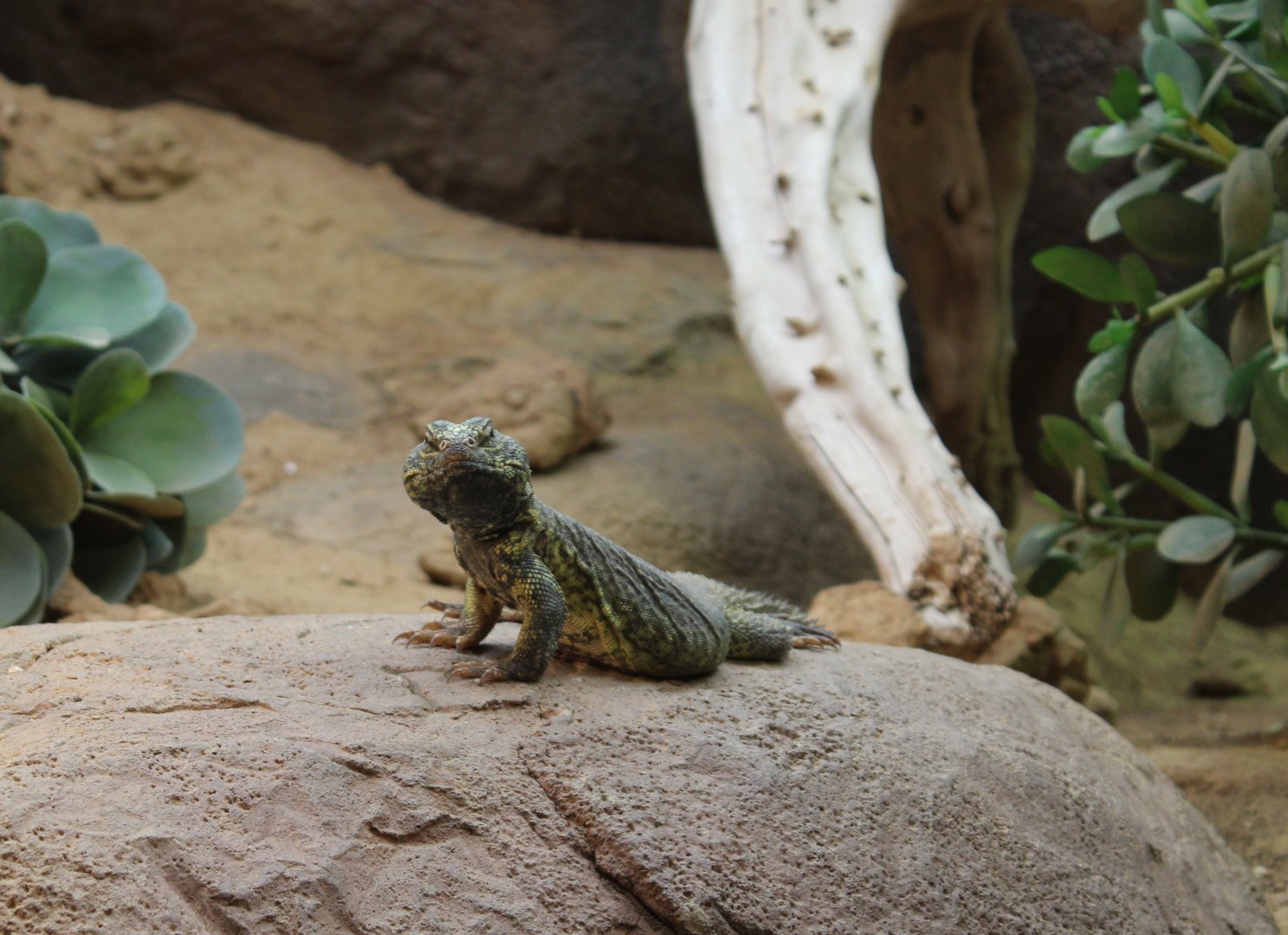 North African mastigure