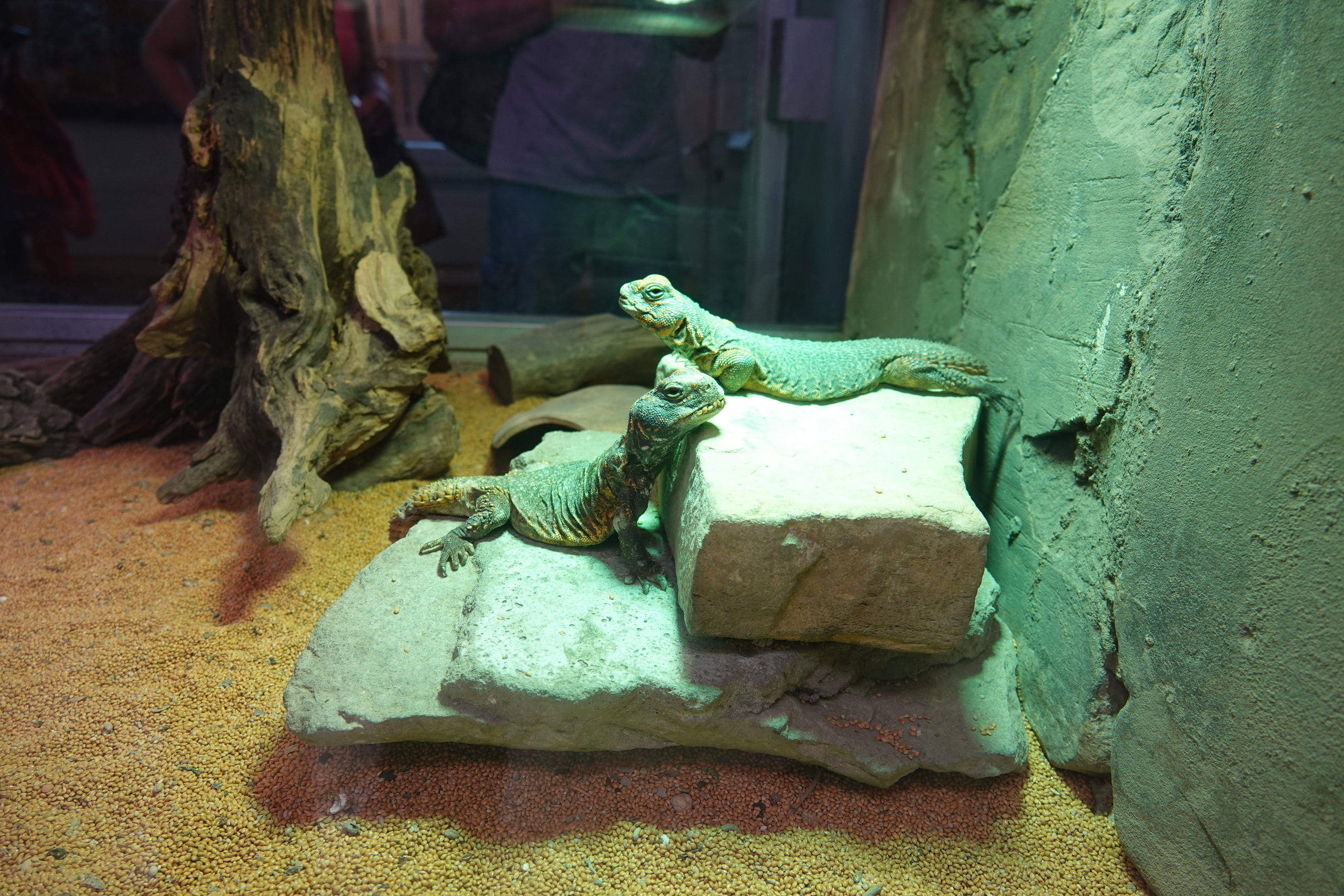 North African mastigure