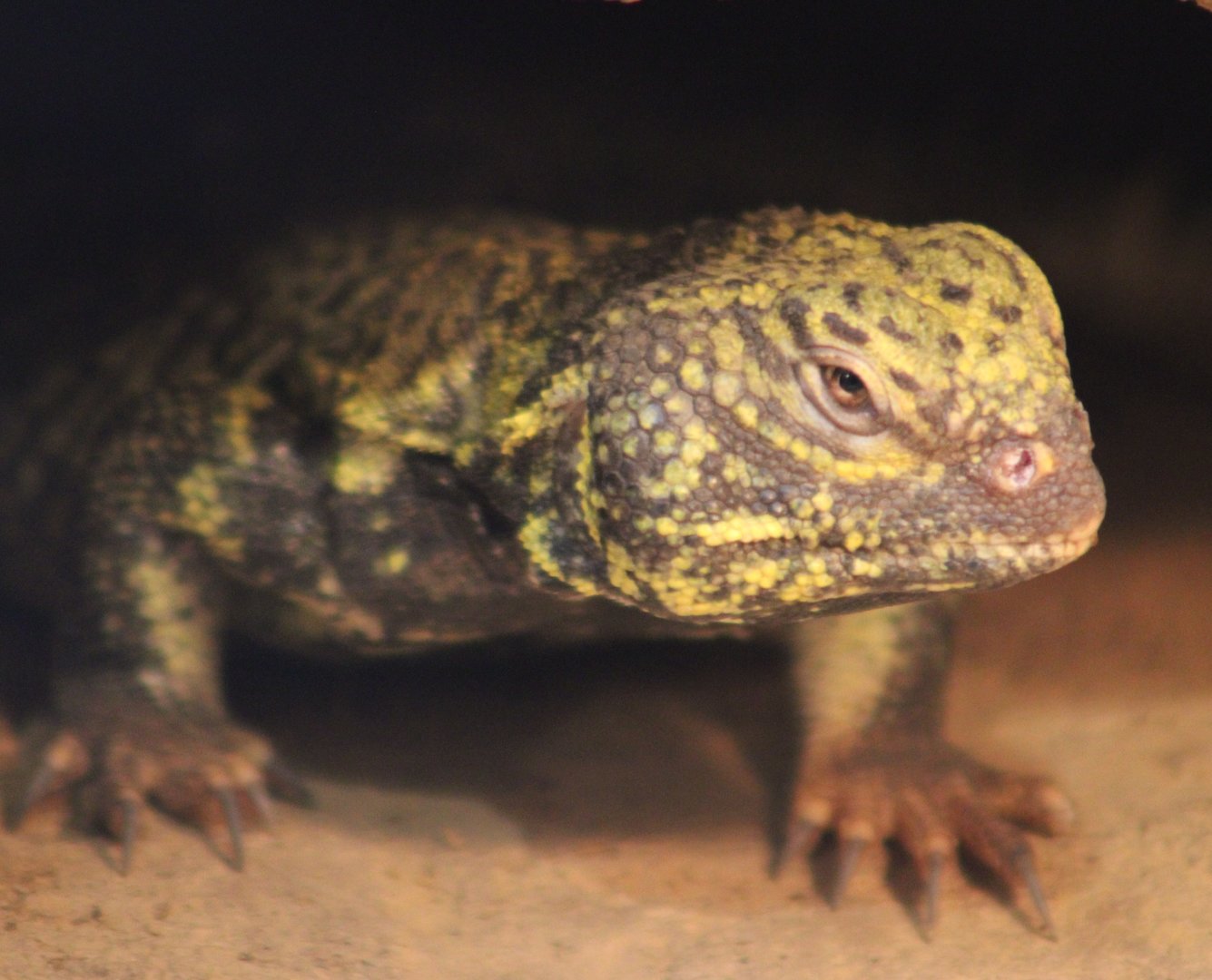 North African mastigure