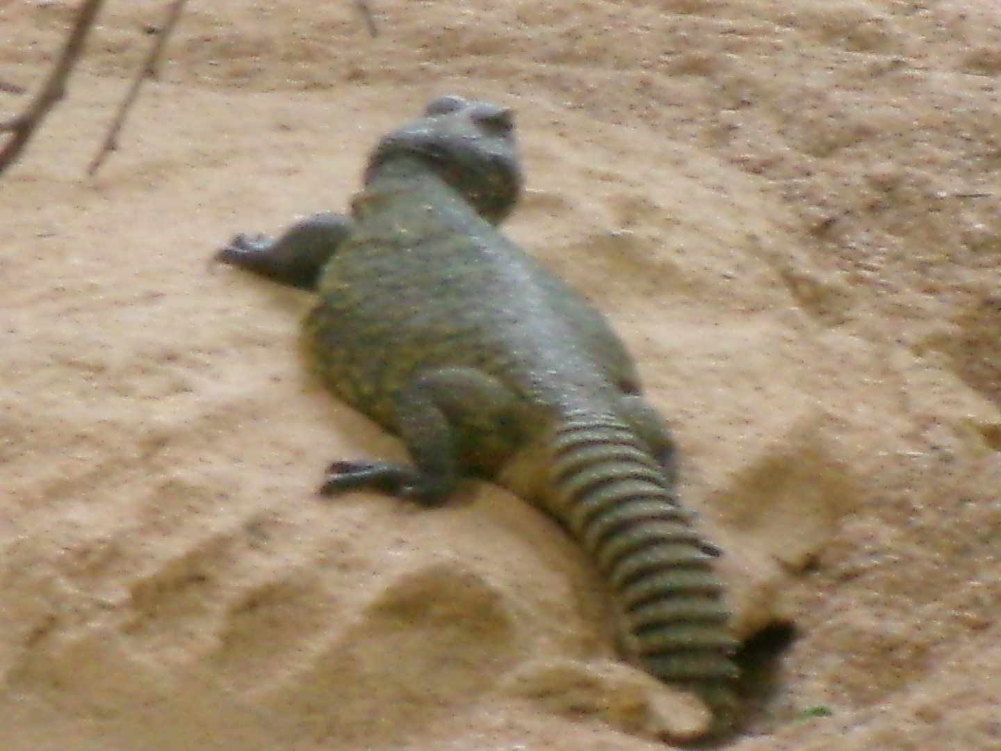 North African mastigure