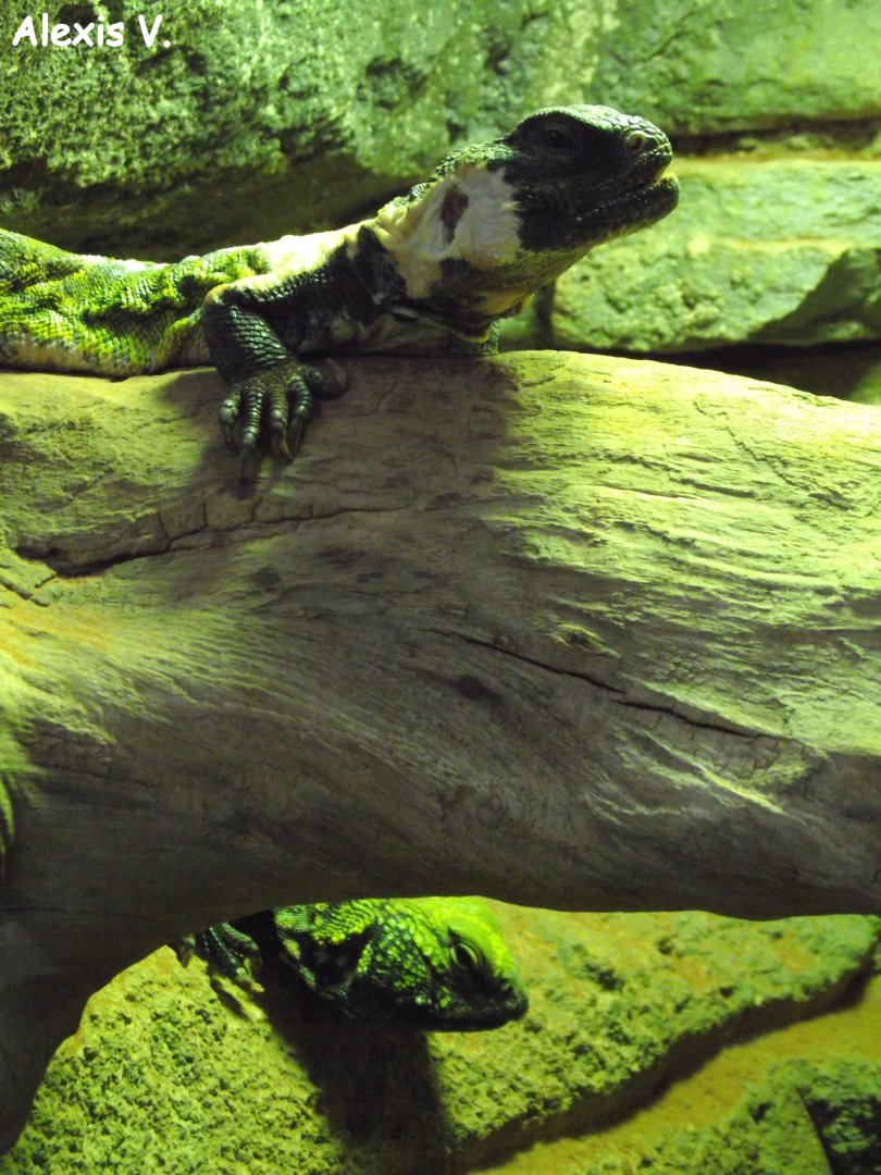 North African Mastigures - Zooparc de Beauval - 04/2013