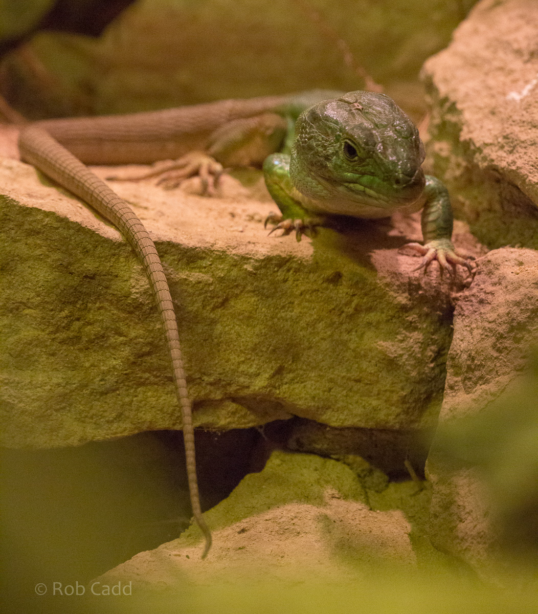 North African ocellated lizard : Cotswold WP : 18 Dec 2015