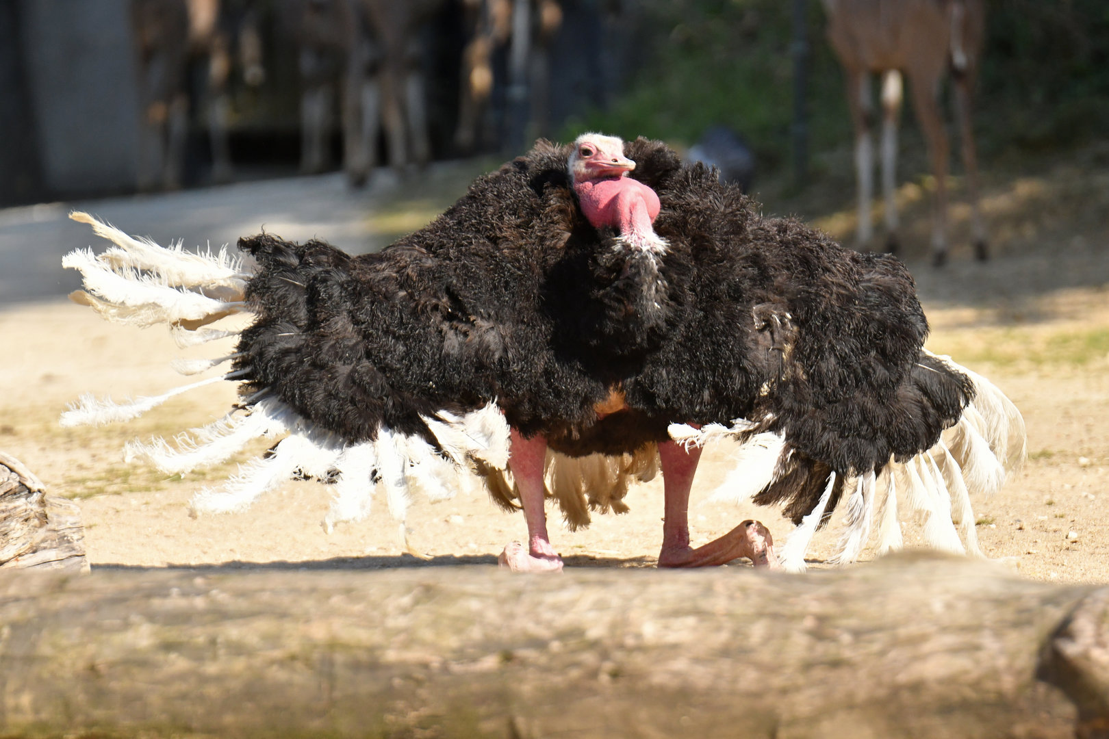 North-african ostric (Struthio camelus camelus)