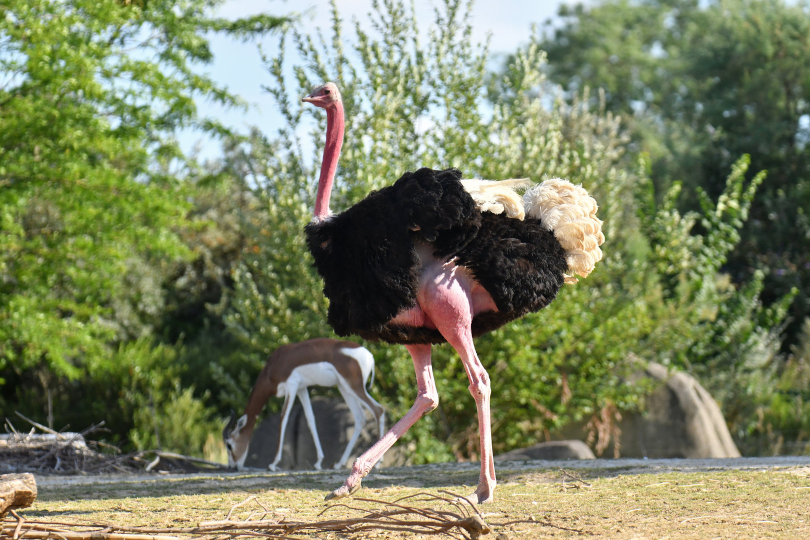 North-african ostric (Struthio camelus camelus)
