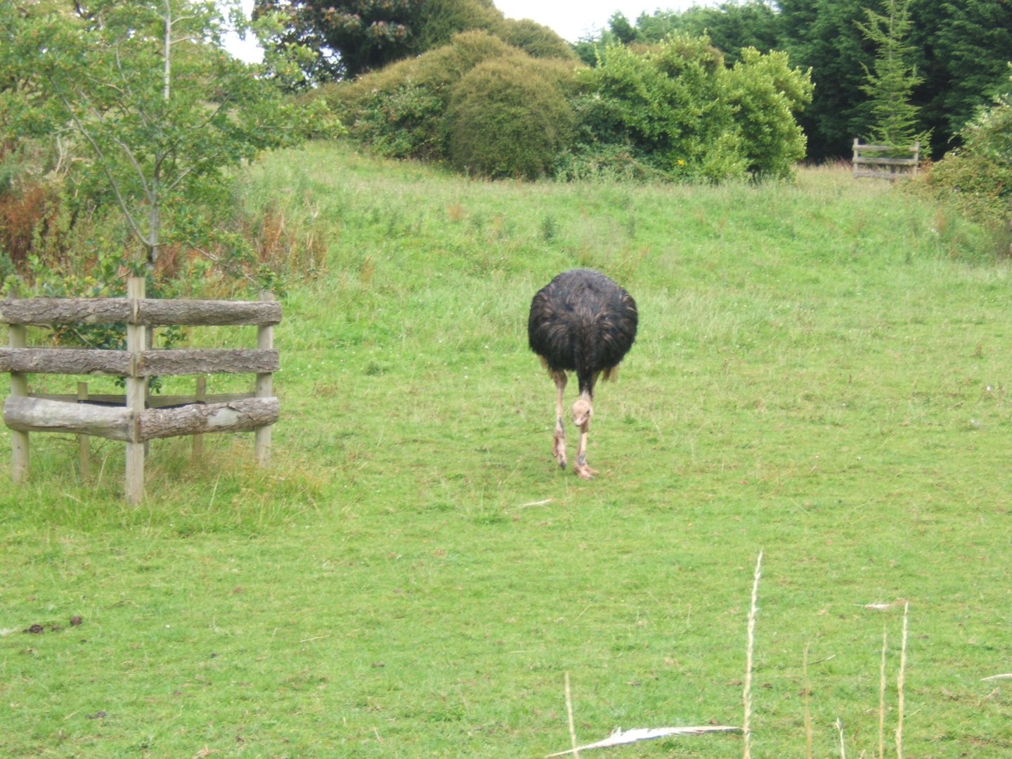 North African Ostrich 30/07/2017