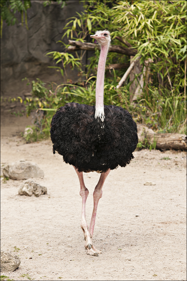 North African ostrich at Hamburg
