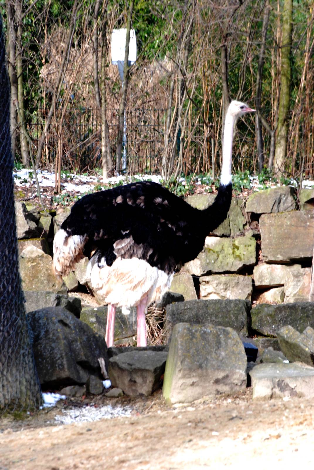 North African Ostrich at Hannover, 23/03/13