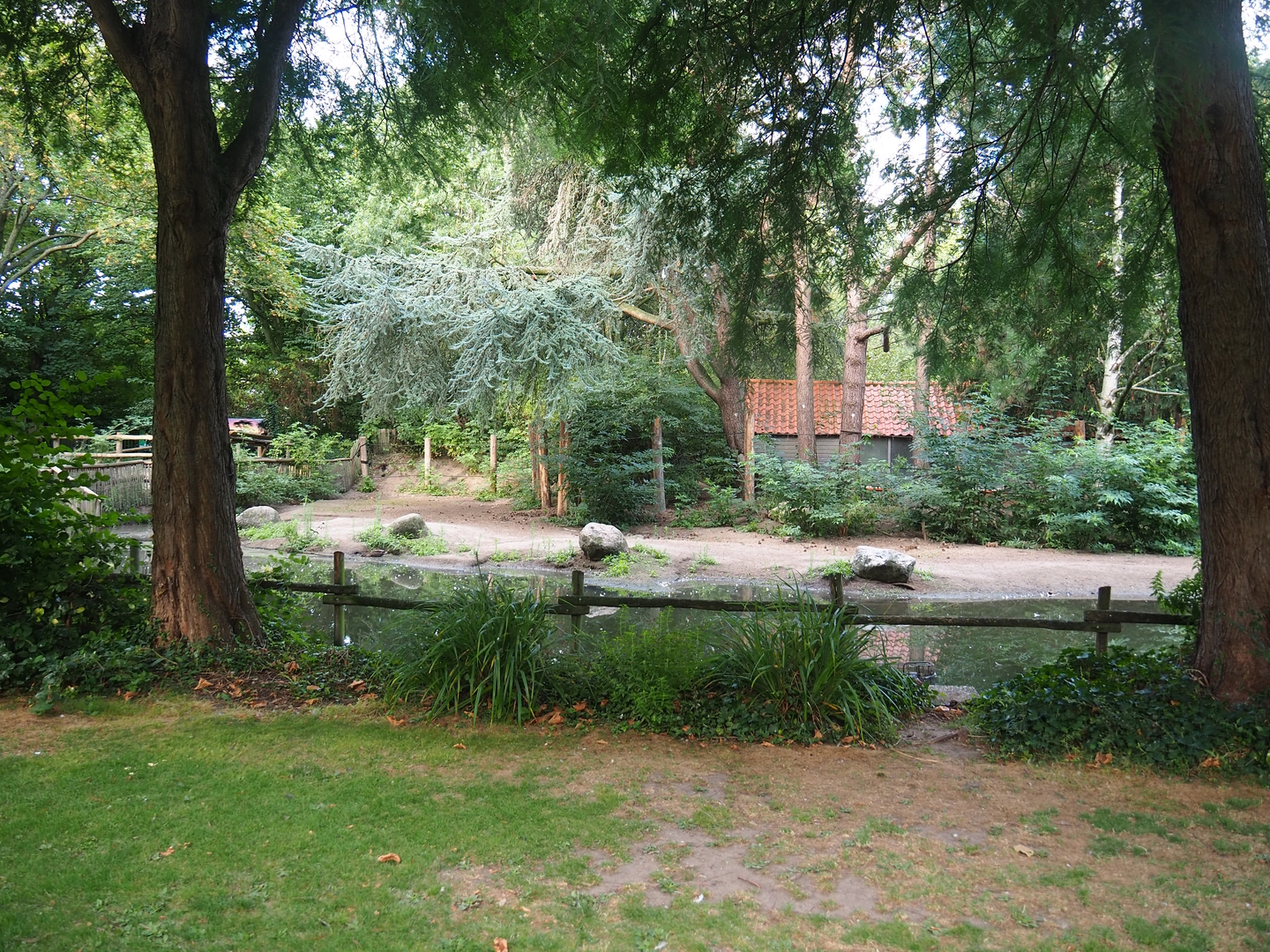 North African ostrich, East African crowned crane and Helmeted guineafowl paddock, 2022-08-28