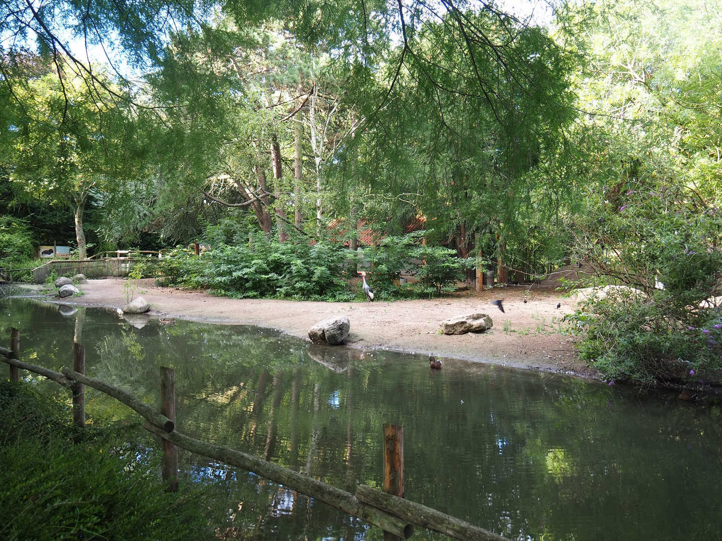 North African ostrich, East African crowned crane and Helmeted guineafowl paddock, 2022-08-28