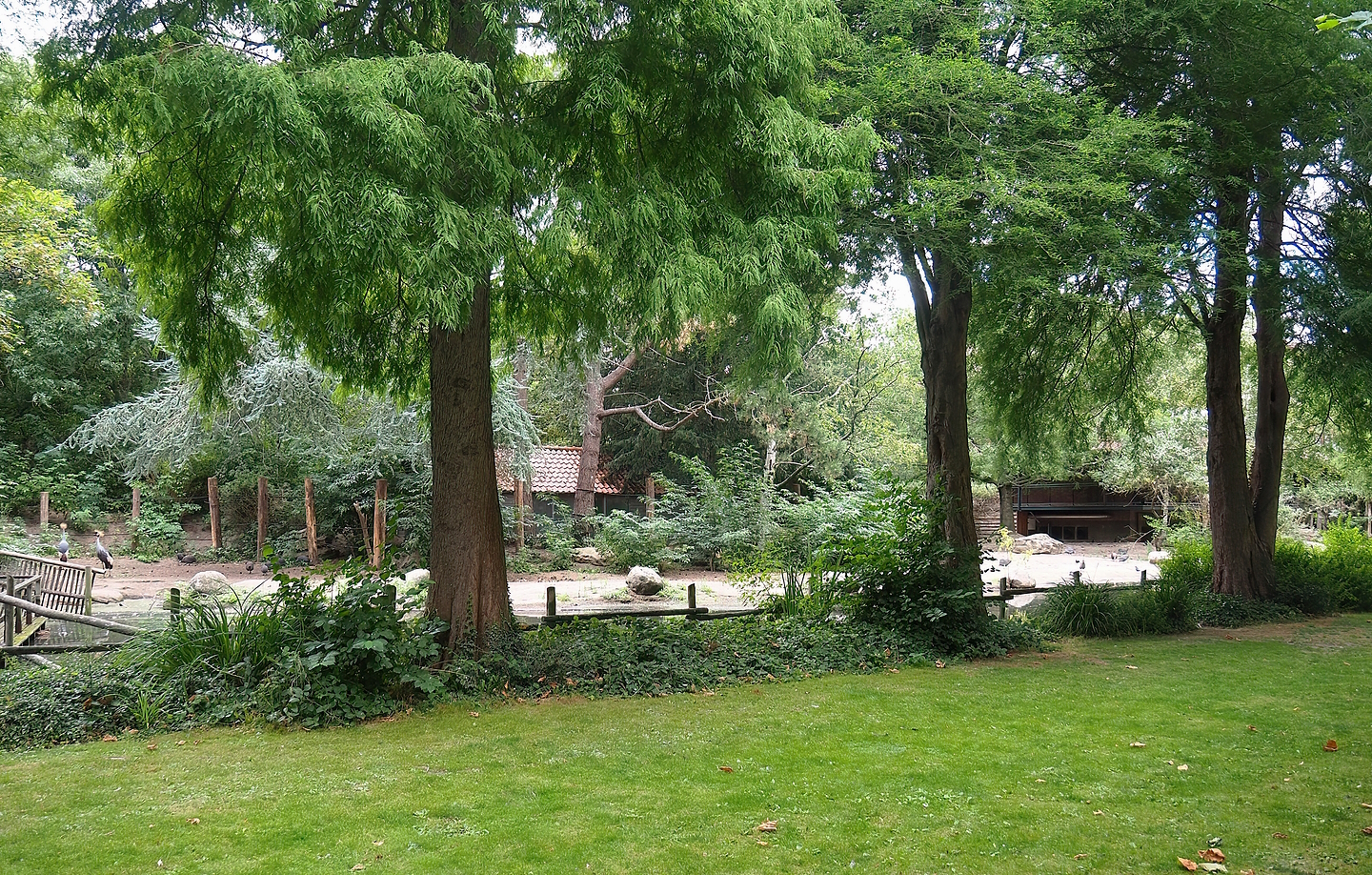 North African ostrich, East African crowned crane and Helmeted guineafowl paddock, 2022-08-28