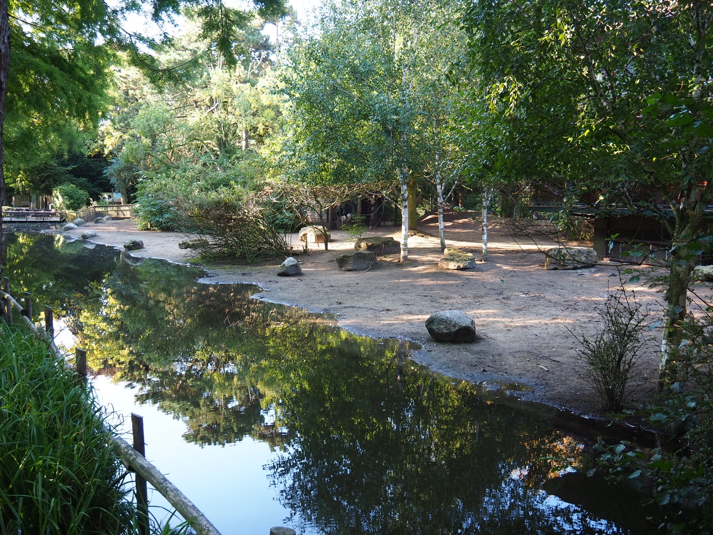 North African ostrich - Helmeted guineafowl paddock (Sep 2nd, 2018)