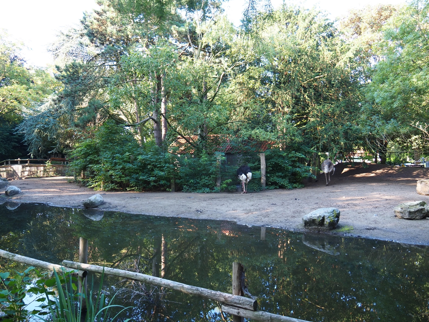 North African ostrich - Helmeted guineafowl paddock (Sep 2nd, 2018)