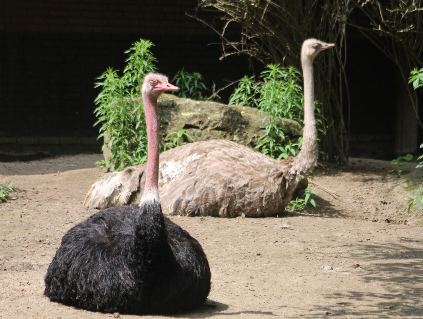 North African ostrich-pair