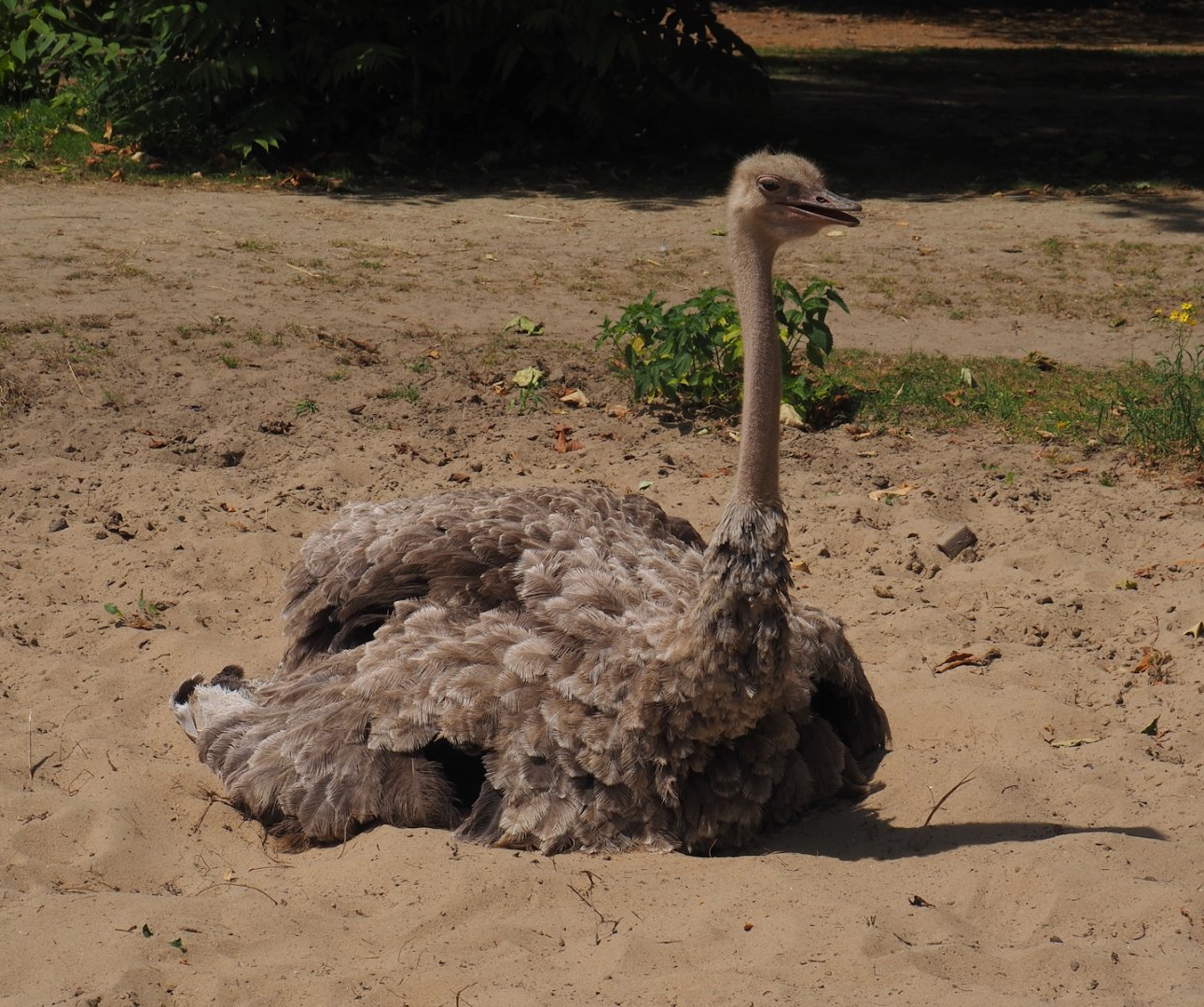North African ostrich (Struthio camelus camelus), 2024-06-30