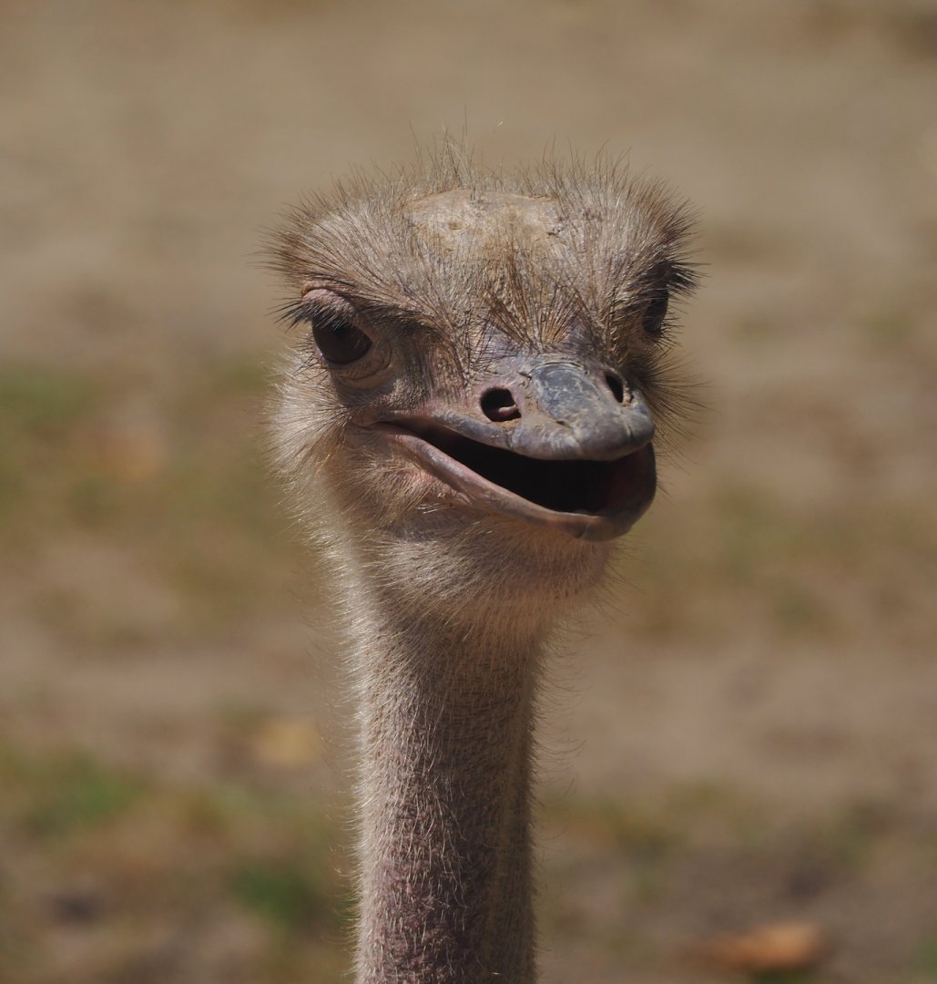 North African ostrich (Struthio camelus camelus), 2024-06-30