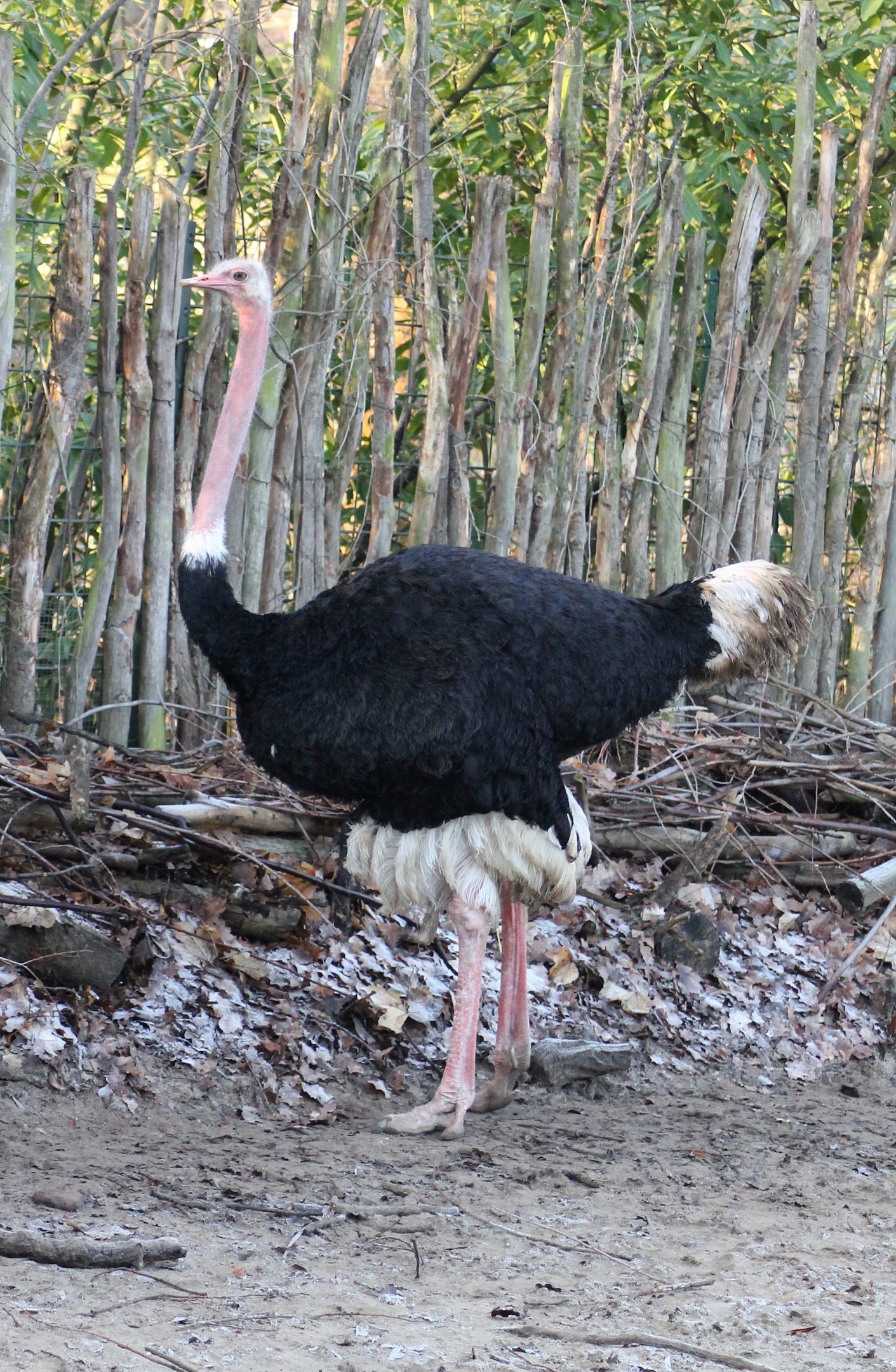 North African ostrich (Struthio camelus camelus) - "Afrika Sambesi"