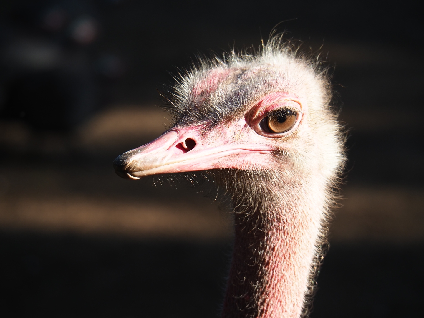 North African ostrich (Struthio camelus camelus) portrait, Sep 2nd, 2018