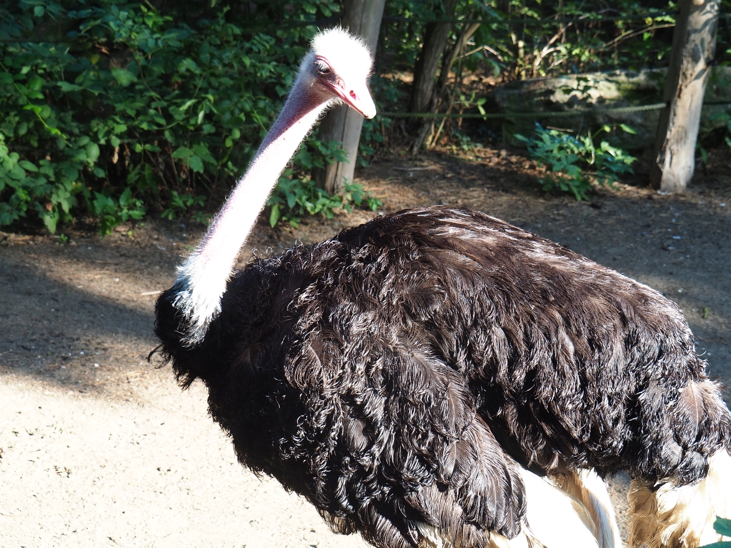 North African ostrich (Struthio camelus camelus), Sep 2nd, 2018