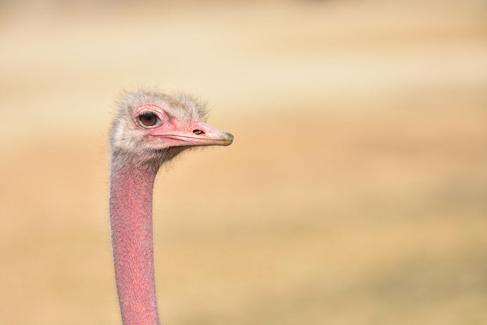 North-African ostrich (Struthio camelus camelus)