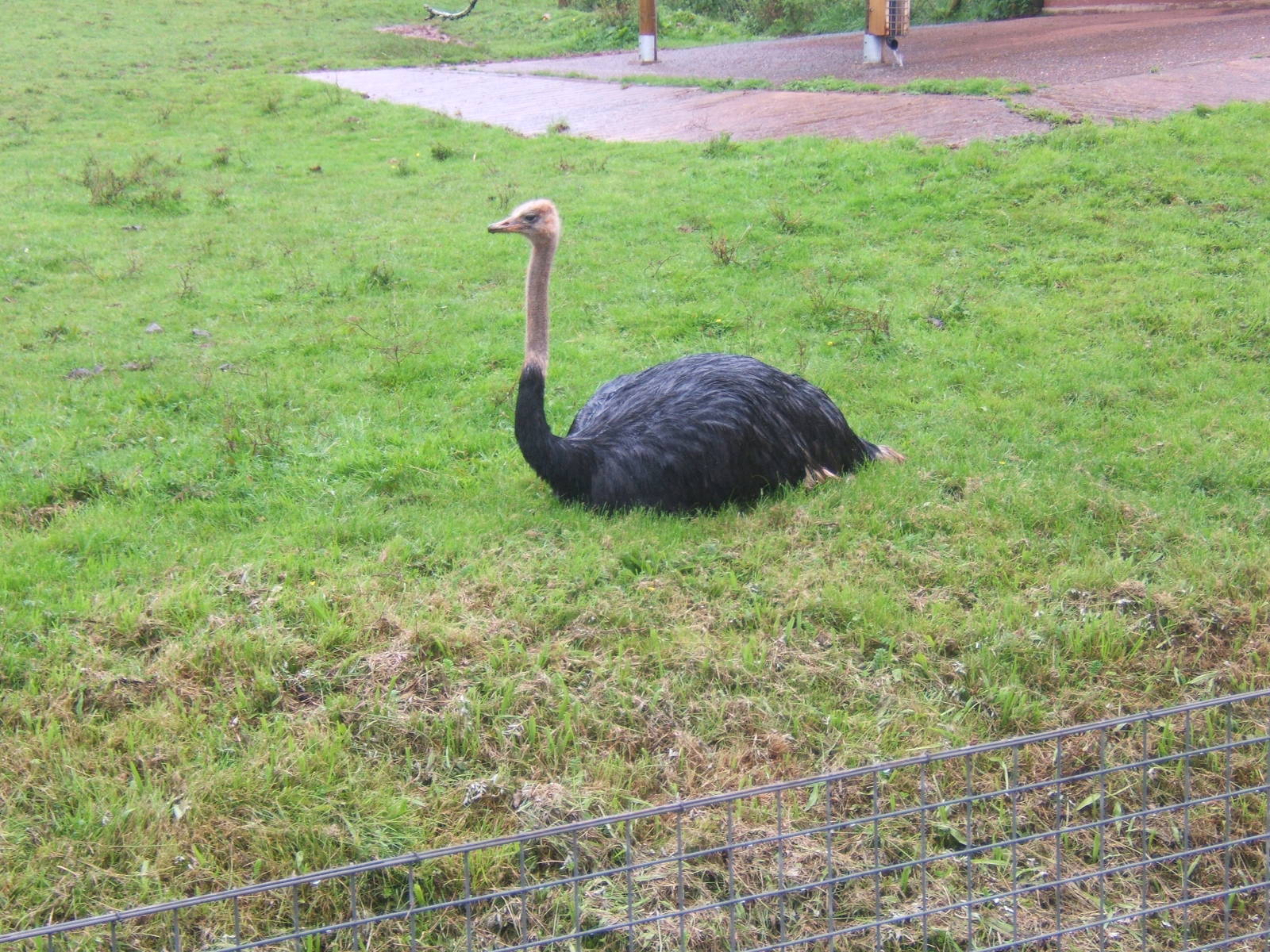 North African Ostrich