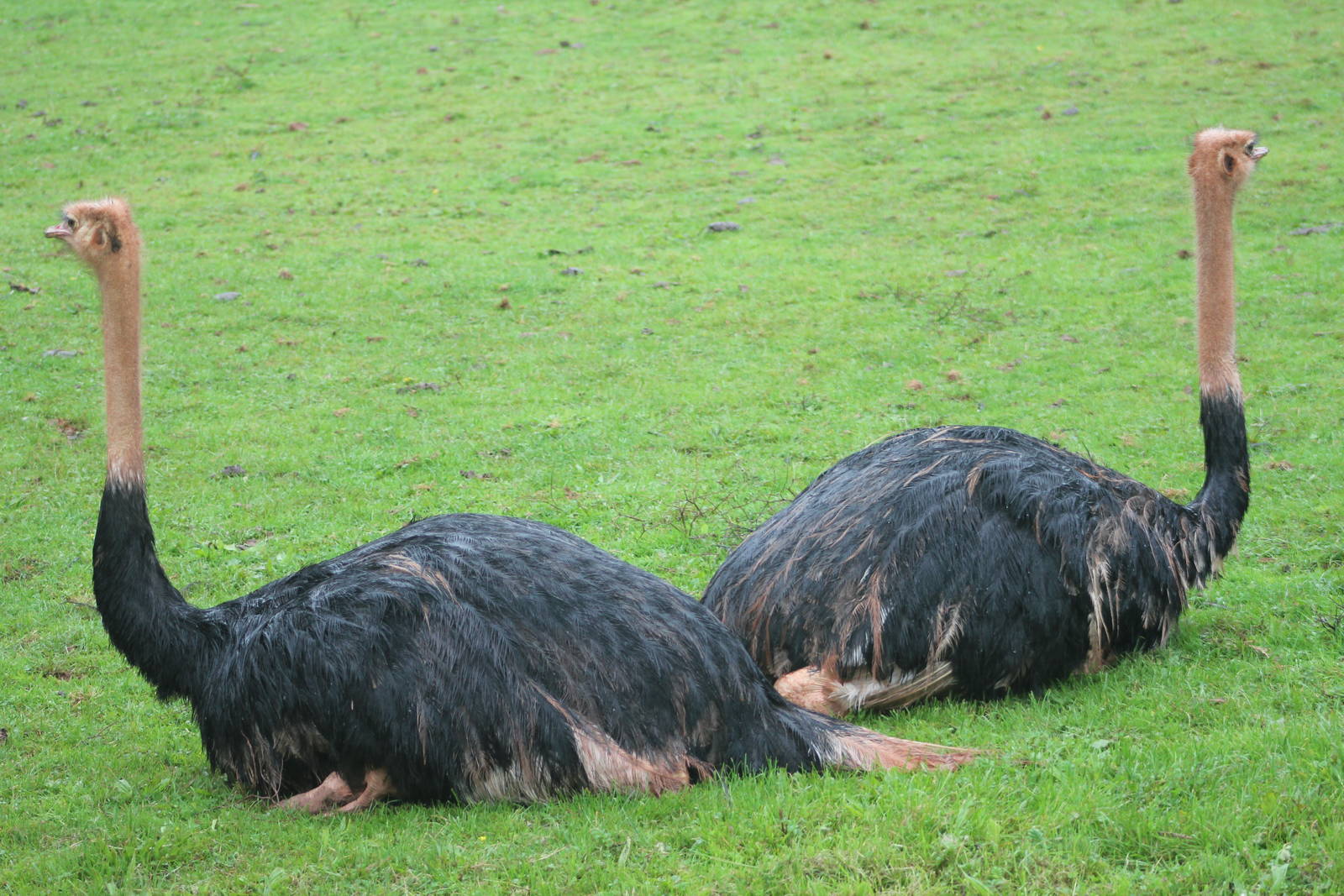 North African ostrich