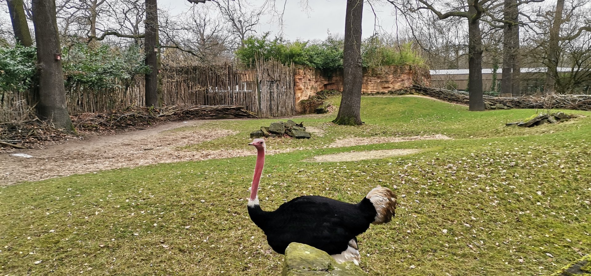 North African ostrich