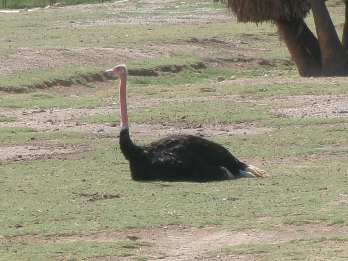 North African ostrich