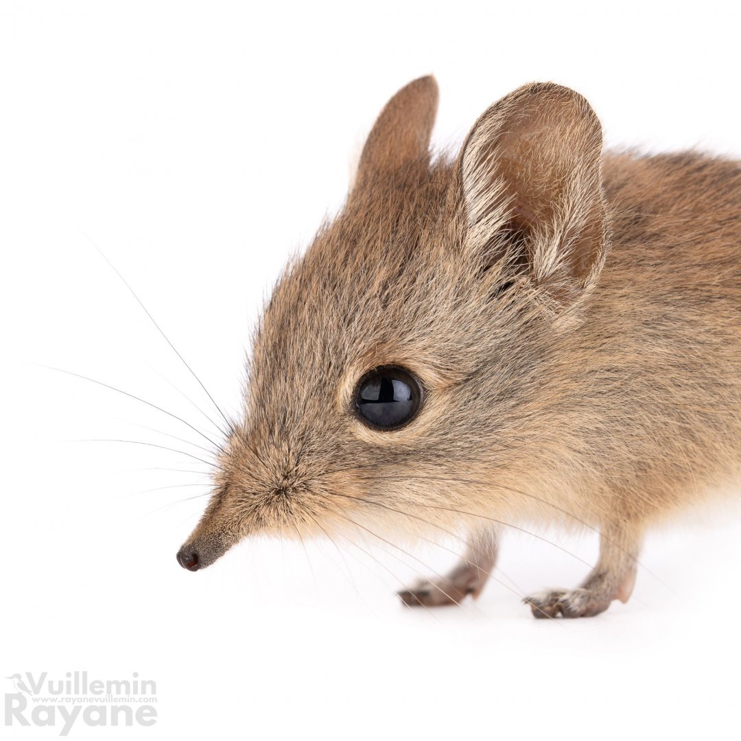 North African Sengi (Petrosaltator rozeti)