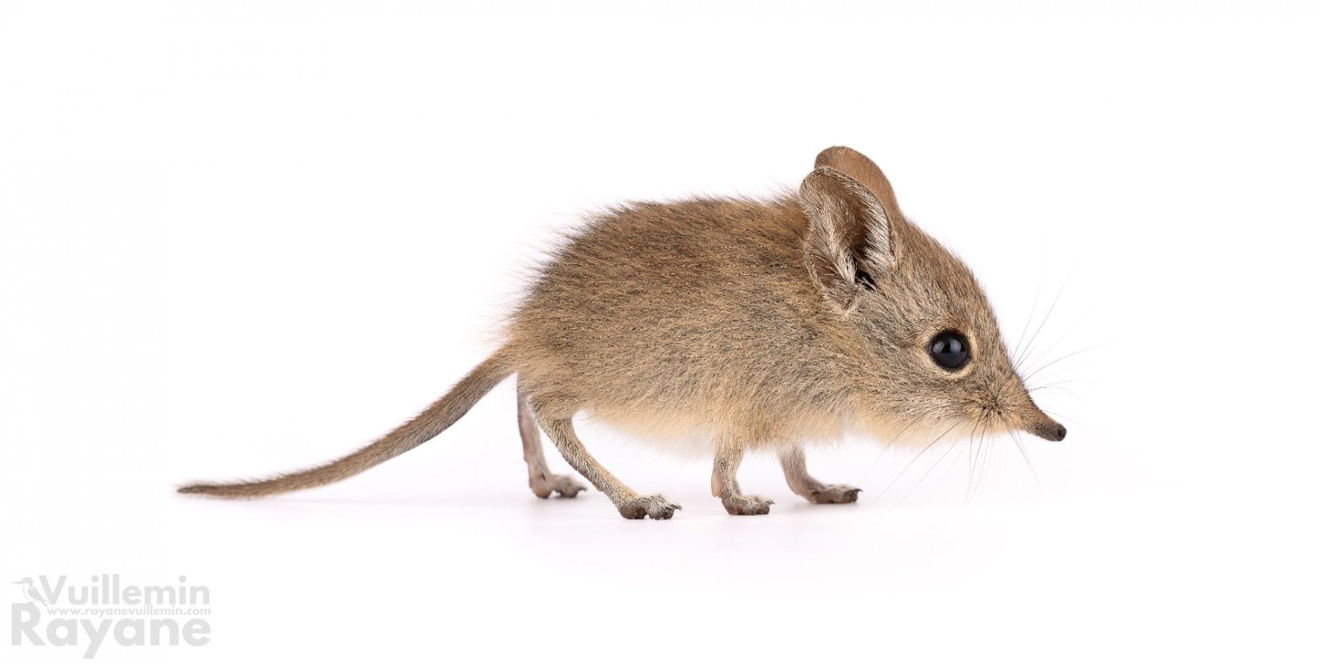 North African Sengi (Petrosaltator rozeti)