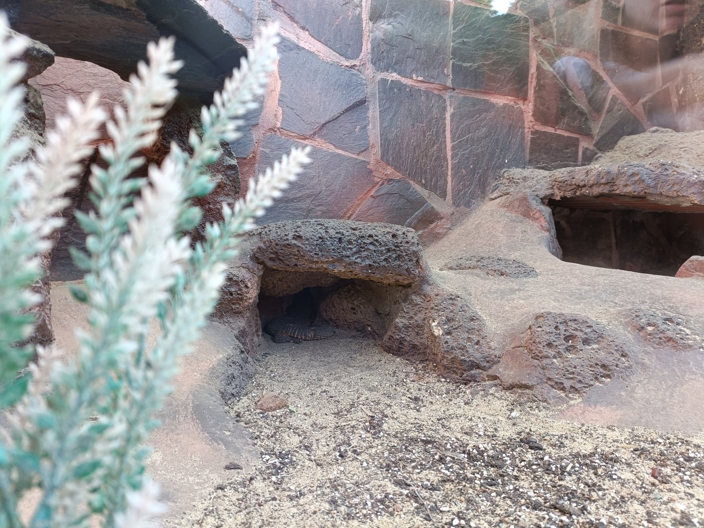 North African spiny-tailed lizard exhibit