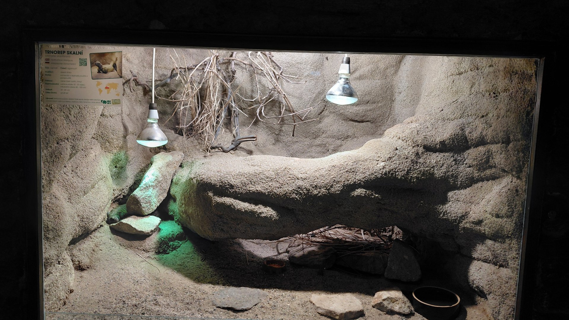 North African spiny-tailed lizard exhibit