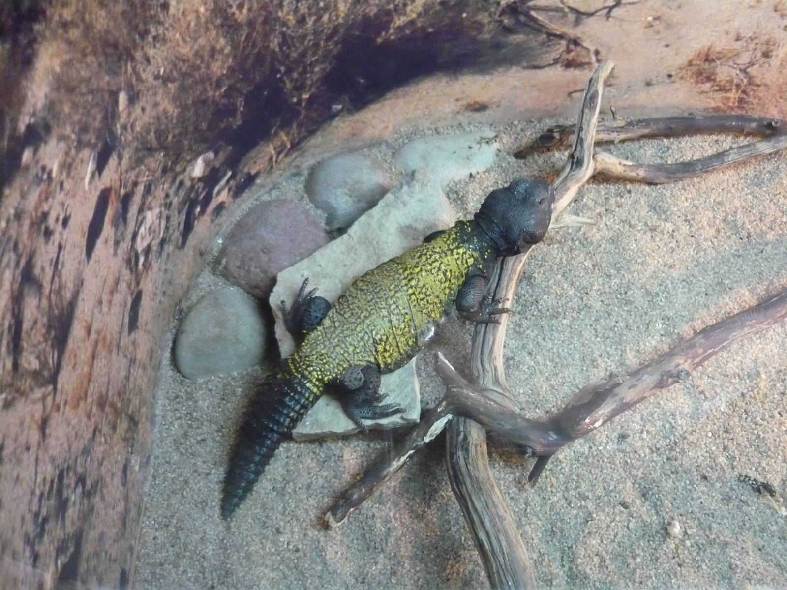 North African spiny-tailed lizard (Uromastyx acanthinura)