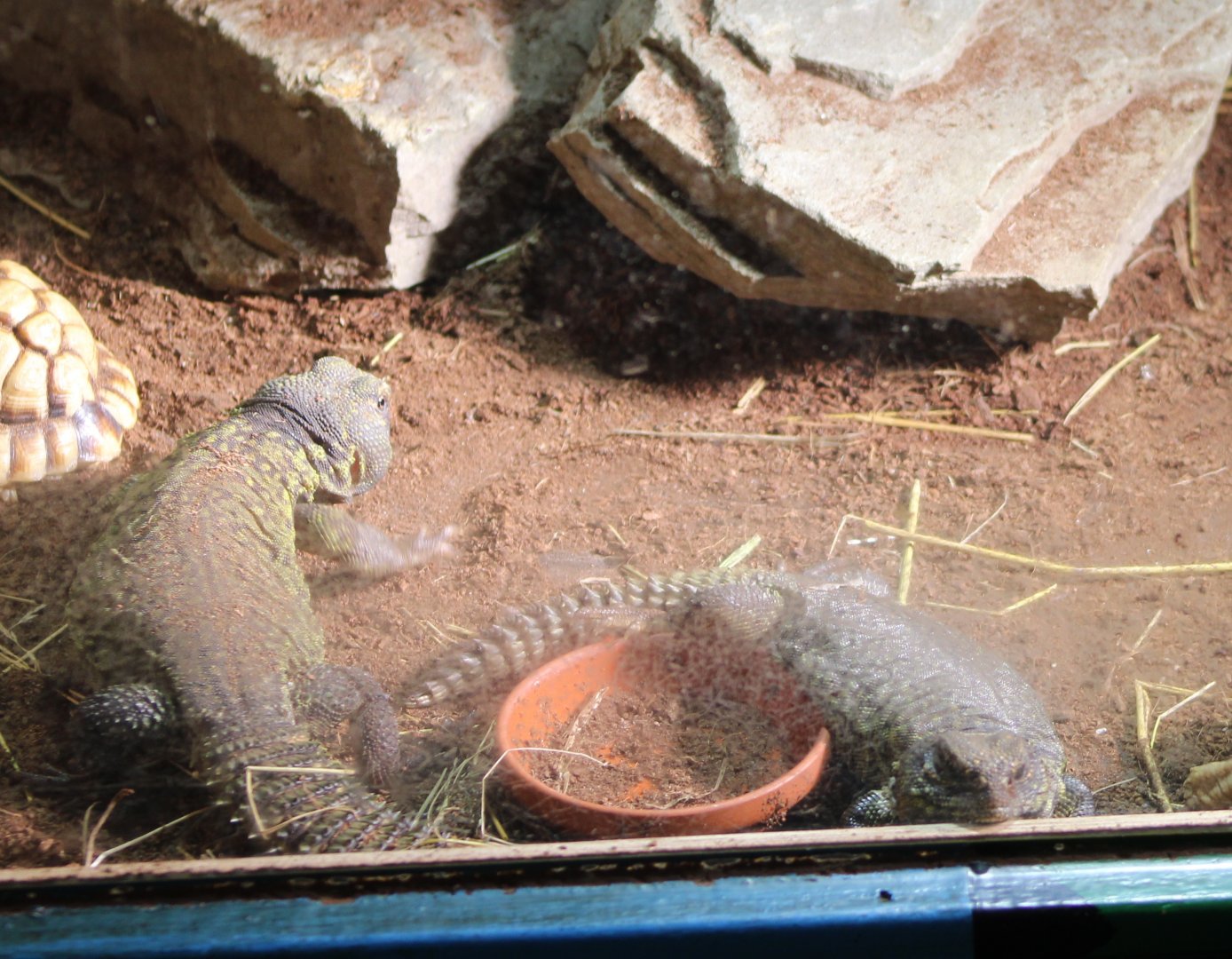 North African spiny-tailed lizards